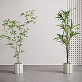 Bonsai Potted Plants with Slender Leaves and Bamboo Foliage in White Cylindrical Pots