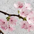 Minimalist Black Vase With Pink Cherry Blossoms On Gray Tabletop And Simple Background
