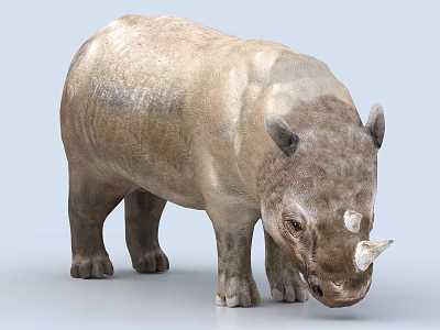Realistic 3D Rhinoceros Model With Light Brown Color And Two Horns On Light Blue Background 3d model