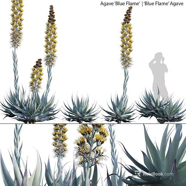 Natural Style Agave Plants With Yellow Flower Stems As Decorative Ornament Set For Home Decor 3d model 