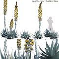 Natural Style Agave Plants With Yellow Flower Stems As Decorative Ornament Set For Home Decor