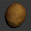 Vibrant Orange Aquatic Creature With Intricate Brain Like Patterns In Ocean Habitat