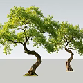 Two Twisted Arbors With Lush Green Foliage Against Gray Background