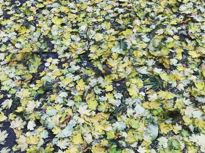 Vibrant Autumn Fallen Leaves Covering Ground In Yellow Green White Hues 3d model