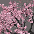 Pink Cherry Blossom Bonsai Tree With Curved Trunk And Black Stone Base On Gray Background