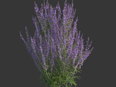 Tall Purple Flowering Plants With Dense Spikes And Green Leaves On Dark Background 3d model
