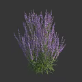 Tall Purple Flowering Plants With Dense Spikes And Green Leaves On Dark Background