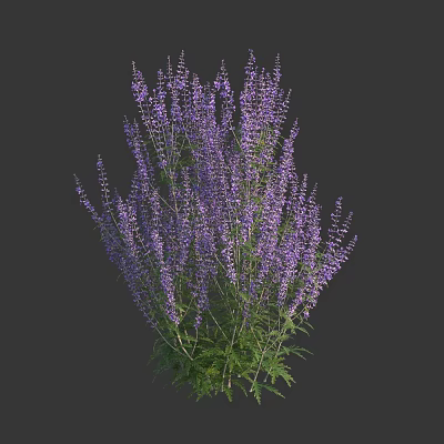 Tall Purple Flowering Plants With Dense Spikes And Green Leaves On Dark Background 3d model