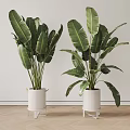 Large Leafy Potted Plants In White Pots With Tall Stands For Indoor Decor