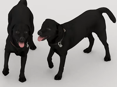 Two Playful Black Labrador Retrievers With Collars Panting On White Background 3d model