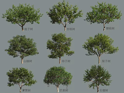 Diverse Arbor Species Showcase with Walnut Cherry Camphor Persimmon Apple Chestnut Pomegranate Trees 3d model