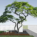 Tall Arbor With Curved Trunk And Lush Green Leaves Against Blue Sky White Clouds