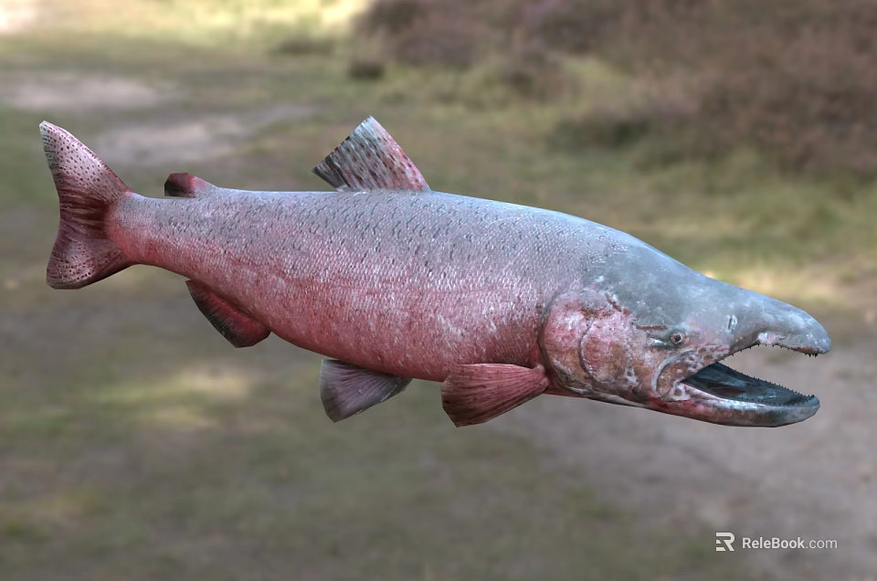 Fresh Salmon With Red And Gray Body Open Mouth In Natural Outdoor Setting 3d model 