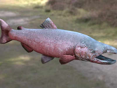 Fresh Salmon With Red And Gray Body Open Mouth In Natural Outdoor Setting 3d model
