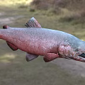 Fresh Salmon With Red And Gray Body Open Mouth In Natural Outdoor Setting