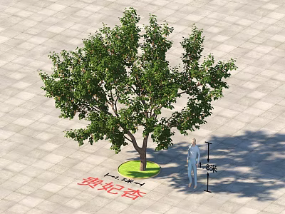 Guifei Apricot Tree with 2.5 Meters Height on Paved Ground and Person for Scale 3d model