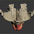 Human Mandible Anatomical Model Showing Teeth And Muscular Structure Details