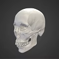 Human Skull Model As Medical Device For Anatomical Education And Research