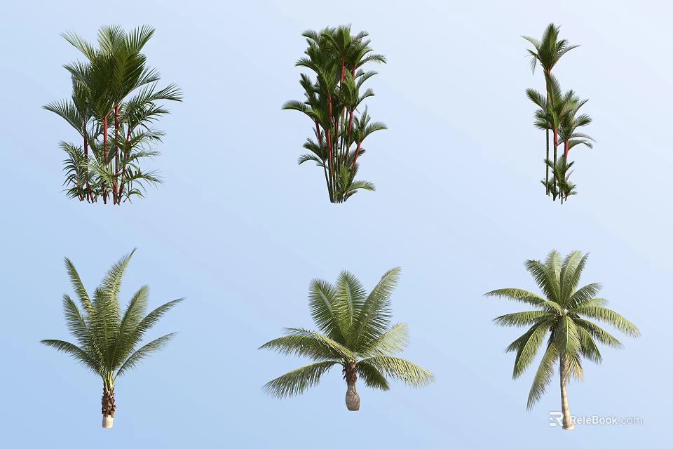 Different Types of Tropical Palm Shrubs for Garden Landscaping Design 3d model 