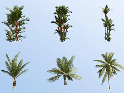 Different Types of Tropical Palm Shrubs for Garden Landscaping Design 3d model