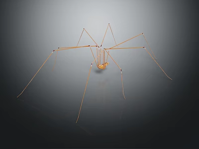 Cellar Spider With Long Thin Legs On Dark Background And Reflection Effect 3d model