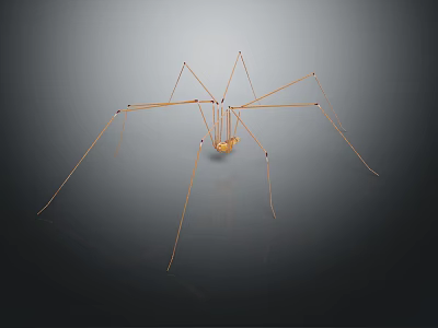 Cellar Spider With Long Thin Legs On Dark Background And Reflection Effect 3d model