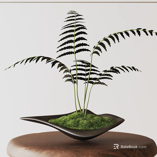 Bonsai Fern Plant in Black Decorative Pot with Green Moss on Table 3d model 