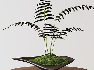 Bonsai Fern Plant in Black Decorative Pot with Green Moss on Table 3d model