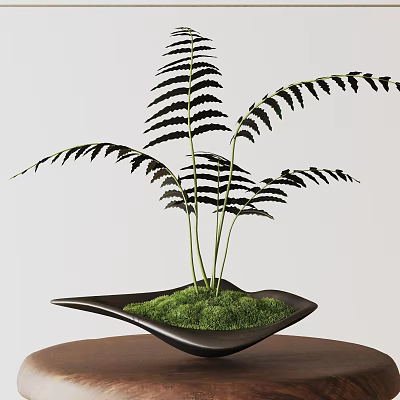 Bonsai Fern Plant in Black Decorative Pot with Green Moss on Table 3d model