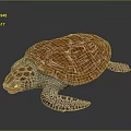 Turtle Cartoon Turtle Snapping Turtle Chickbill Turtle Reptile Cold Blooded Animal Reptile Class 3d model
