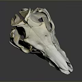 Horse Skull Display With Natural Texture And Visible Teeth On Gray Background