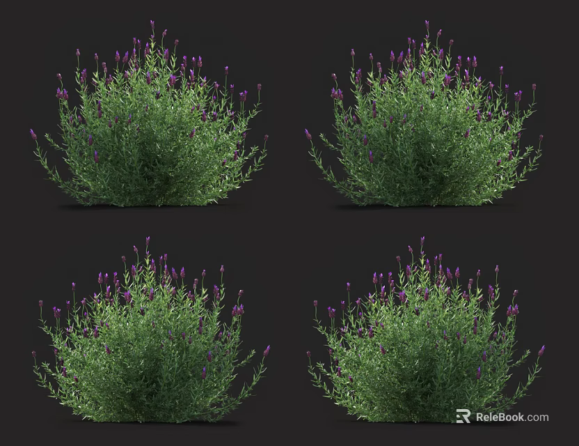 Lavender Bushes With Purple Flowers And Green Leaves On Black Background 3d model 