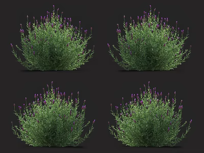 Lavender Bushes With Purple Flowers And Green Leaves On Black Background 3d model