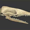 Close Up View Of Detailed Animal Skull With Sharp Teeth And Bone Structure 3d model