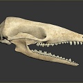 Skull Animal Skull Monster Skull Monster Fossil Monster Skull Skull Fossil Skeleton Animal Skeleton 3d model