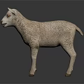 Cute Realistic White Lamb Standing On Dark Background With Reflection 3d model