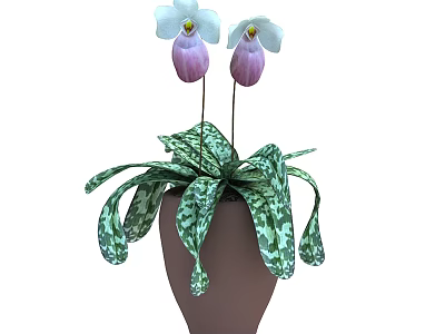 Bonsai Potted Plant With White Purple Flowers And Green Spotted Leaves In Brown Pot 3d model