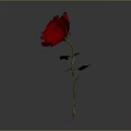 Beautiful Red Rose Plant With Green Stem And Leaves On Gray Background