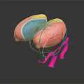 3D Rendered Human Brain Model With Colored Regions And Colorful Connecting Lines On Black Background