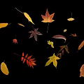 Beautiful Colorful Fall Leaves in Various Shapes Floating on Black Background