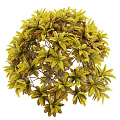 Lush Shrub With Green And Yellow Palm Shaped Leaves For Garden Landscaping