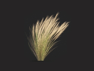 Thatch needle grass pampas grass fescue weeds miscanthus grass barley grass pampas grass 3d model