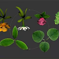Assorted Plants Displaying Colorful Flowers And Vibrant Green Leaves