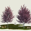 Trees With Purple Red Leaves In Green Grass Setting With White Stones And Low Rocks