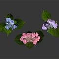 Beautiful Hydrangea Flowers with Blue Pink and Purple Blooms Green Leaves on Dark Background