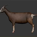 Brown Goat With Curved Horns Full Body Standing On Dark Background With Reflection 3d model