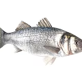 Various Colorful Aquatic Fish Species With Silver Striped And Golden Bodies