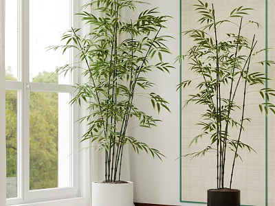Lush Green Bamboo Bonsai Plants In White And Black Pots For Indoor Window Side Decor 3d model