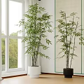 Lush Green Bamboo Bonsai Plants In White And Black Pots For Indoor Window Side Decor