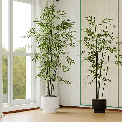 Lush Green Bamboo Bonsai Plants In White And Black Pots For Indoor Window Side Decor 3d model